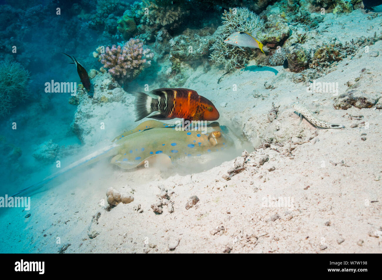 Bluespotted ribbontail ray (Taeniura lymna) digging in the sandy bottom for molluscs or worms, with a Red banded wrasse (Cheilinus fasciatus) hoping to catch escaping prey.  Egypt, Red Sea. Stock Photo
