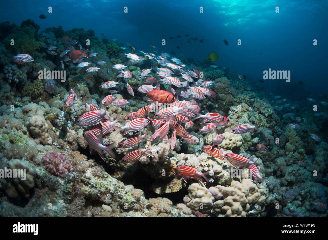 Coral reef with a school of Crown squirrelfish (Sargocentron diadema), a few White-edged-soldierfish (Myripristis murdjan) and a boat in background. Egypt, Red Sea. Stock Photo
