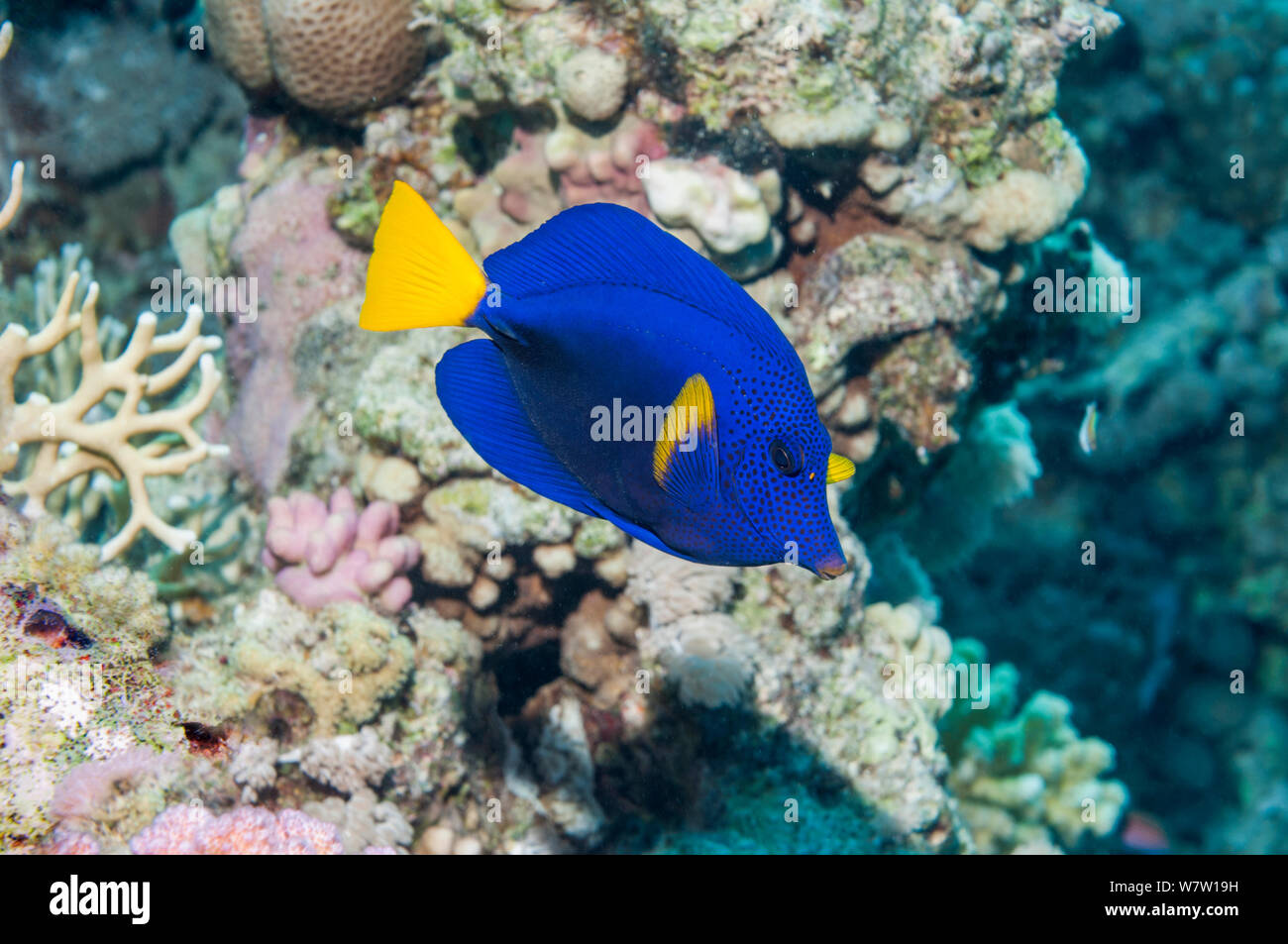 Yellowtail tang or surgeonfish (Zebrasoma xanthurum)  Egypt, Red Sea. Stock Photo