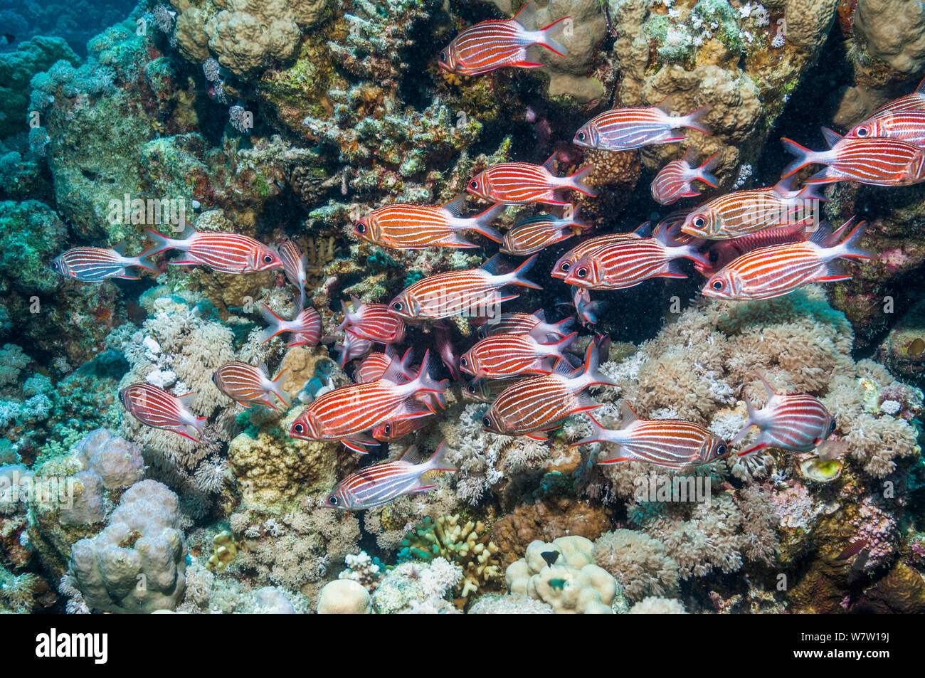 School of Crown squirrelfish (Sargocentron diadema)  Egypt, Red Sea. Stock Photo