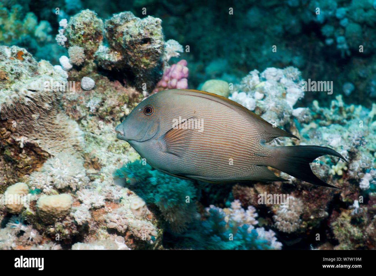 Striped bristletooth or Striated surgeonfish (Ctenochaetus striatus)  Egypt, Red Sea. Stock Photo