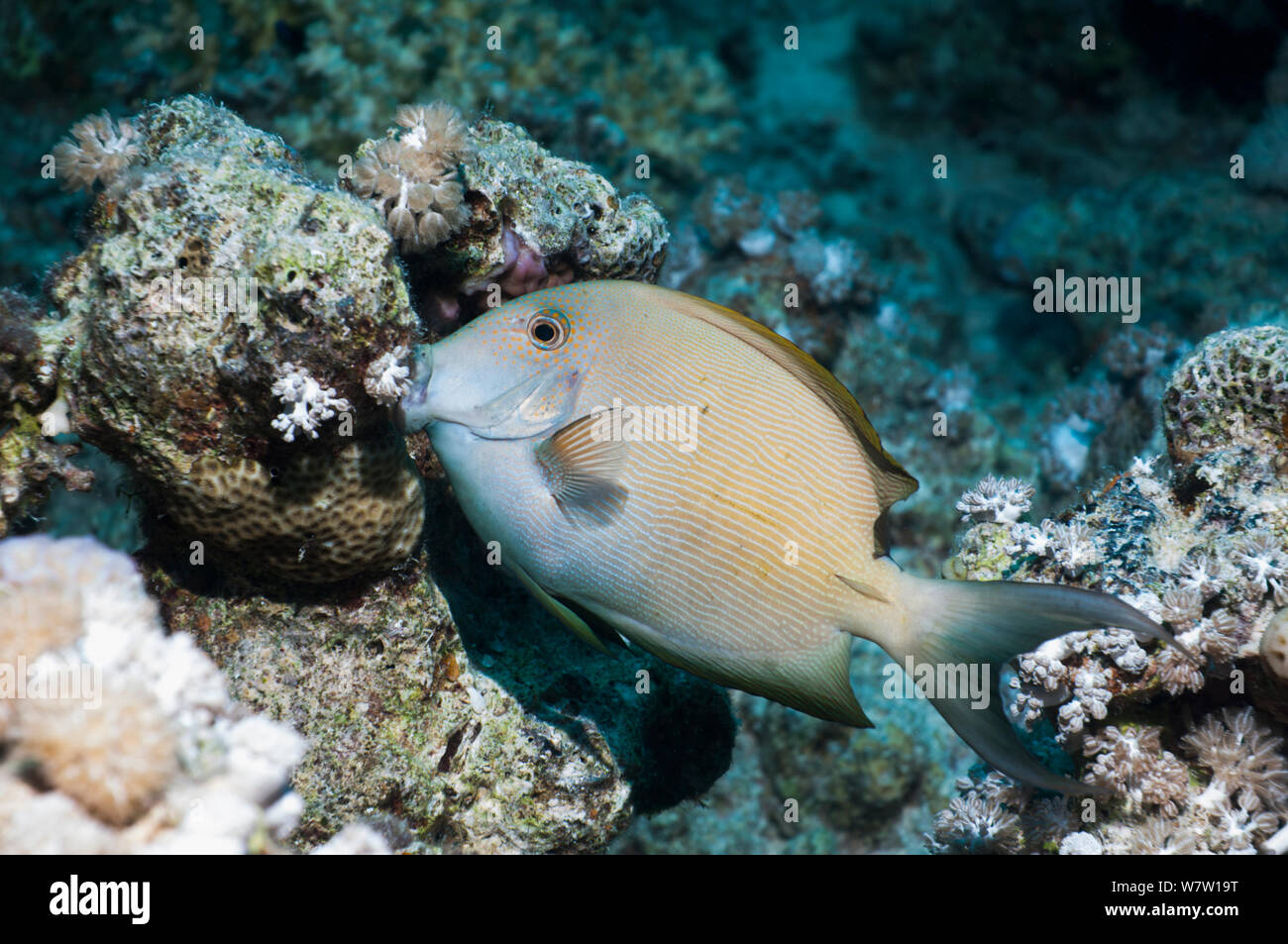 Striped bristletooth or Striated surgeonfish (Ctenochaetus striatus)  Egypt, Red Sea. Stock Photo