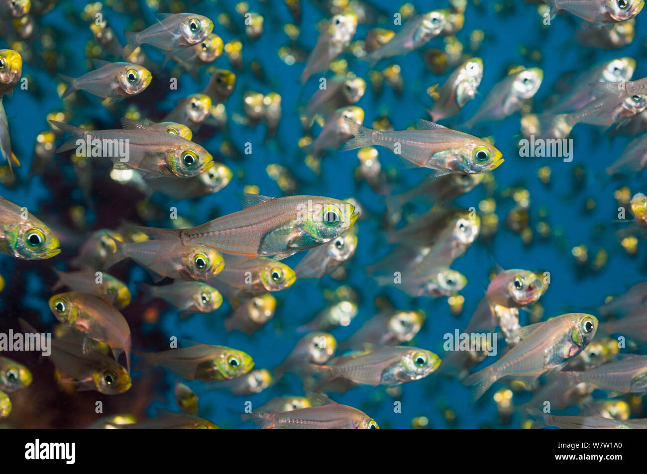 Pygmy sweepers (Parapriacanthus ransonneti)  Egypt, Red Sea. Stock Photo