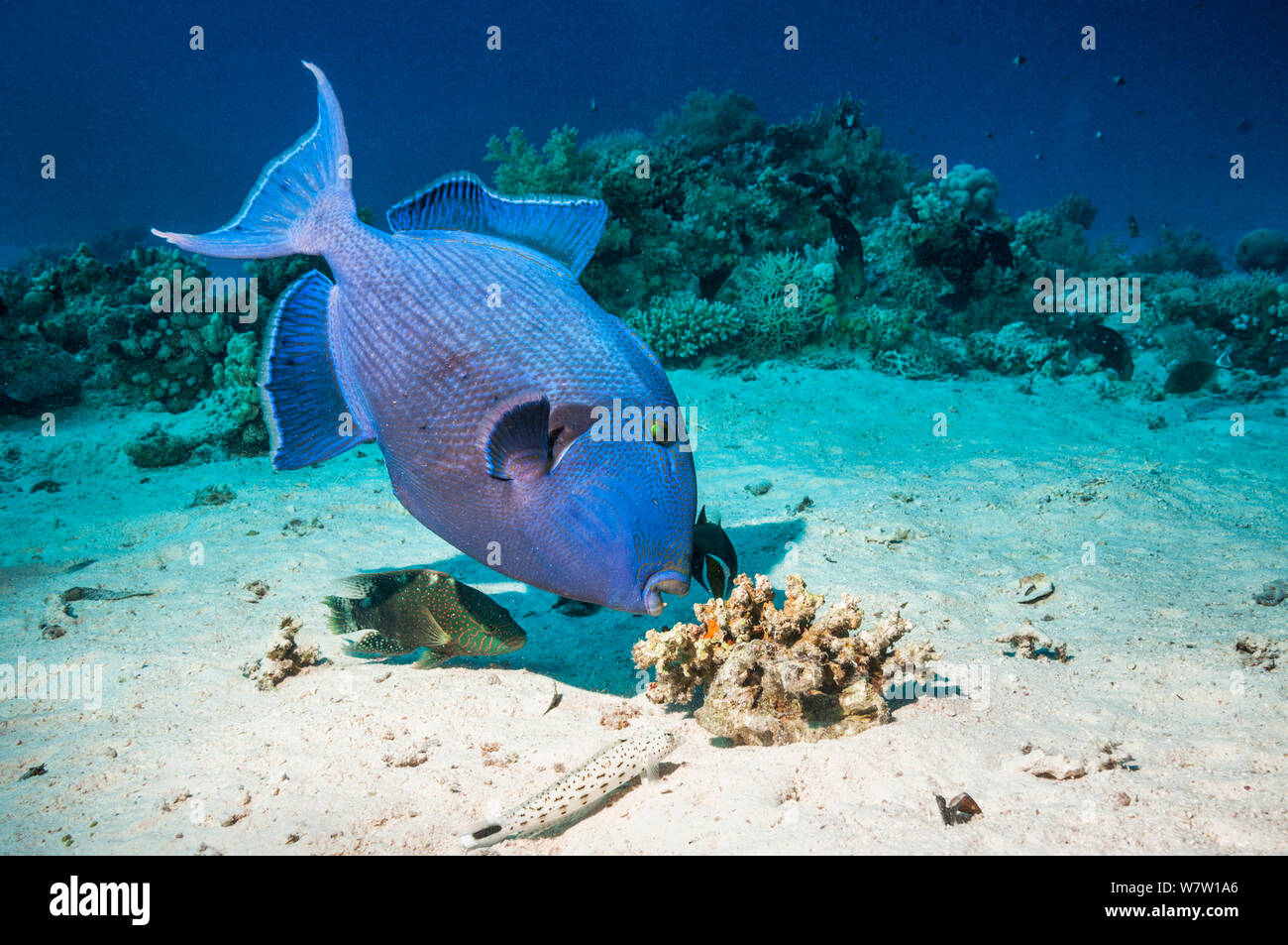 Blue triggerfish (Pseudobalistes fuscus) grubbing for food with Abudjubbe splendor wrasse (Cheilinus abudjubbe), (a Red Sea endemic), and a Speckled sandperch (Parapercis hexophtalma) keeping a close watch for any escaping prey.  Egypt, Red Sea. Stock Photo
