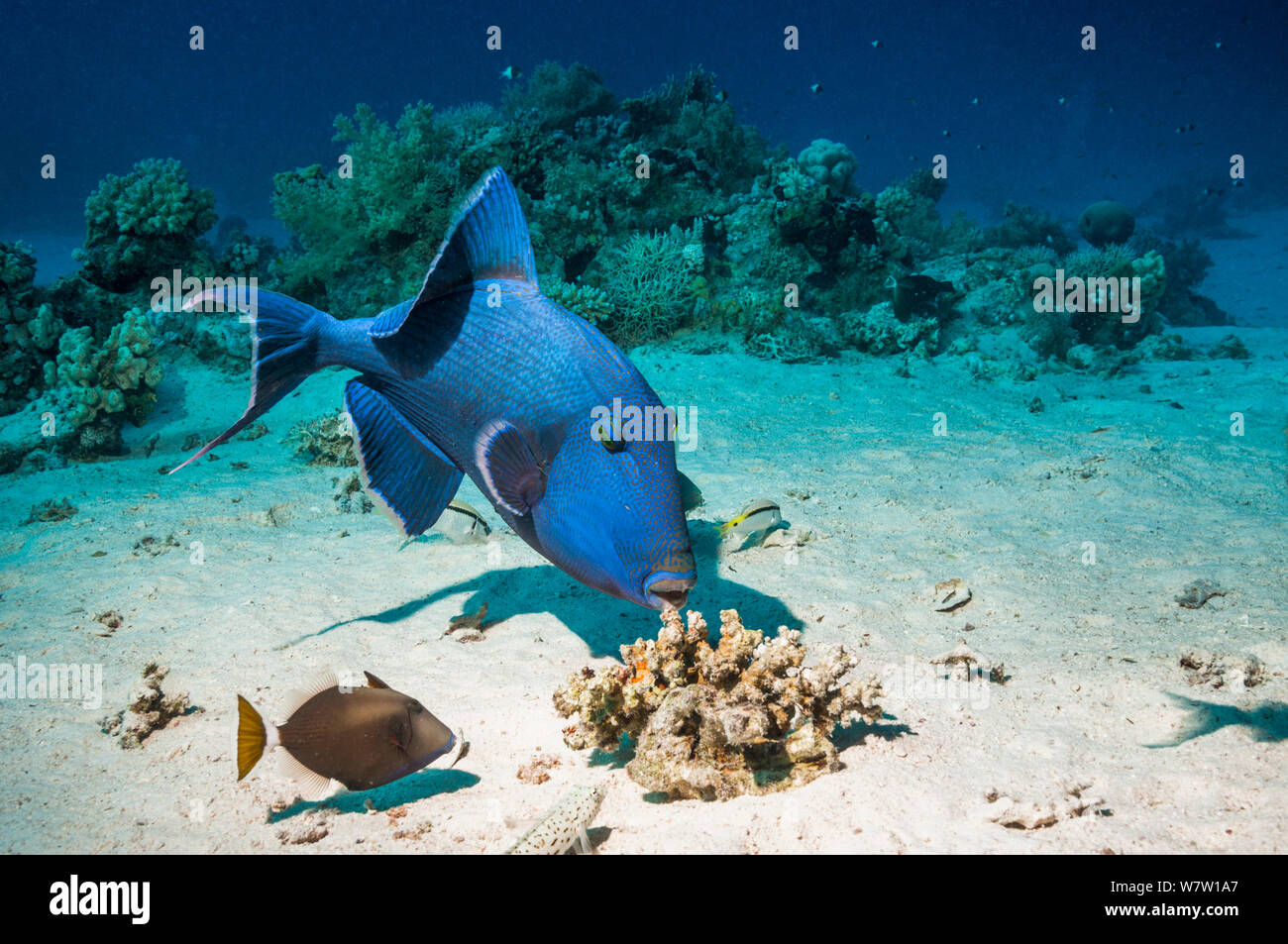 Blue triggerfish (Pseudobalistes fuscus) grubbing for food with a Bluethroat or Whitetail triggerfish (Sufflamen albicaudatus) keeping a close watch for escaping prey.  Egypt, Red Sea. Stock Photo