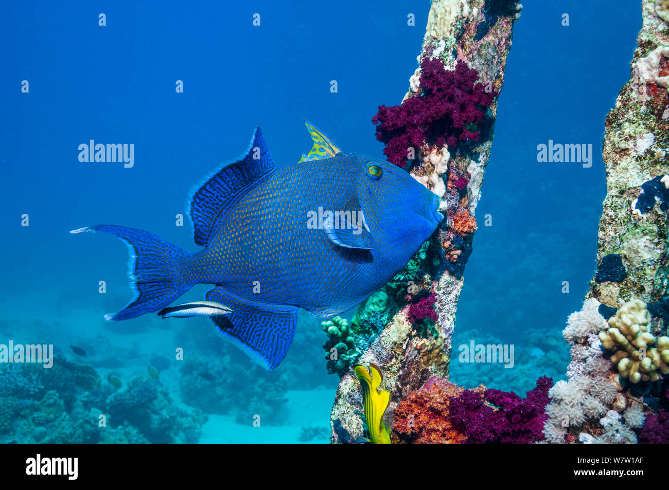 Blue triggerfish (Pseudobalistes fuscus) with a Bluestreak cleaner wrasse.  Egypt, Red Sea. Stock Photo