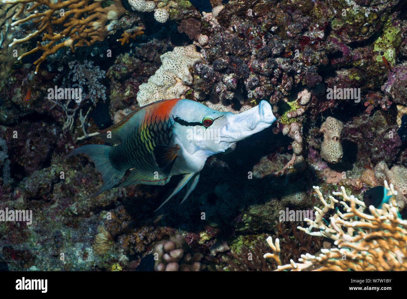 Slingjaw wrasse fish hires stock photography and images Alamy
