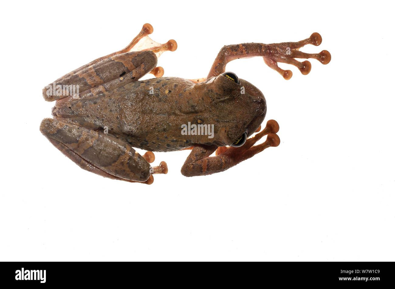 Manaus slender-legged tree frog (Osteocephalus taurinus) Chenapau, Guyana. Meetyourneighbours.net project. Stock Photo