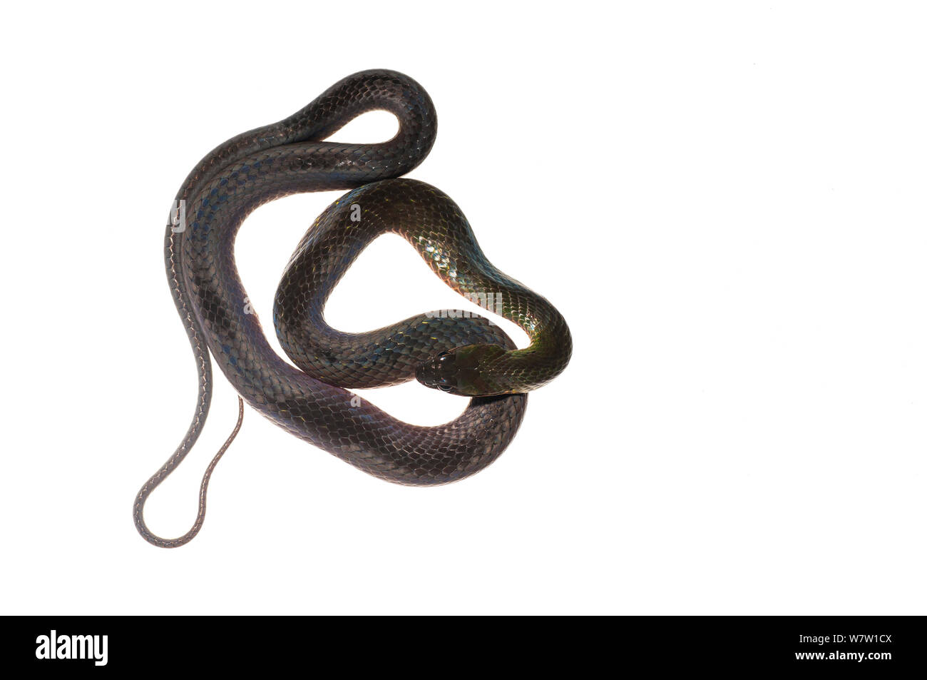 Swamp snake (Liophis reginae) Chenapau, Guyana. Meetyourneighbours.net project. Stock Photo