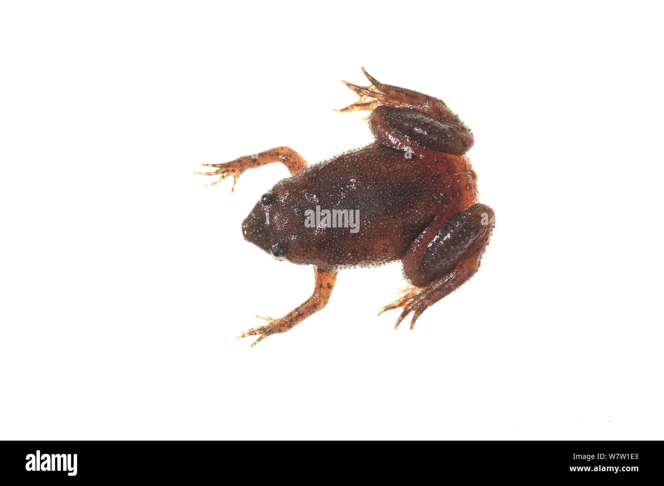 Arrabal's Suriname toad (Pipa arrabali) Chenapau, Guyana. Meetyourneighbours.net project. Stock Photo
