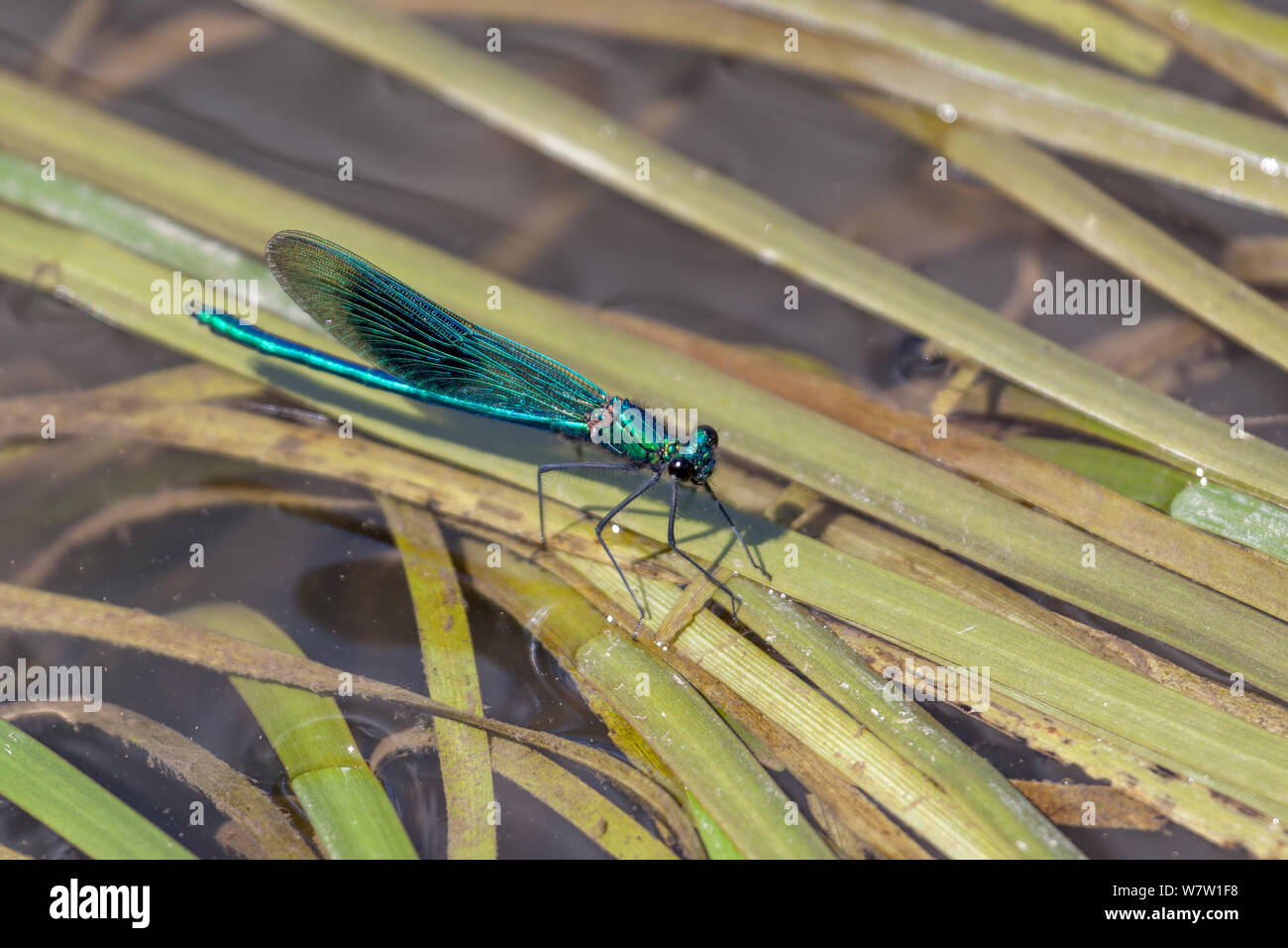 Damselfly (Zygoptera) resting on reeds in the River Rother Stock Photo