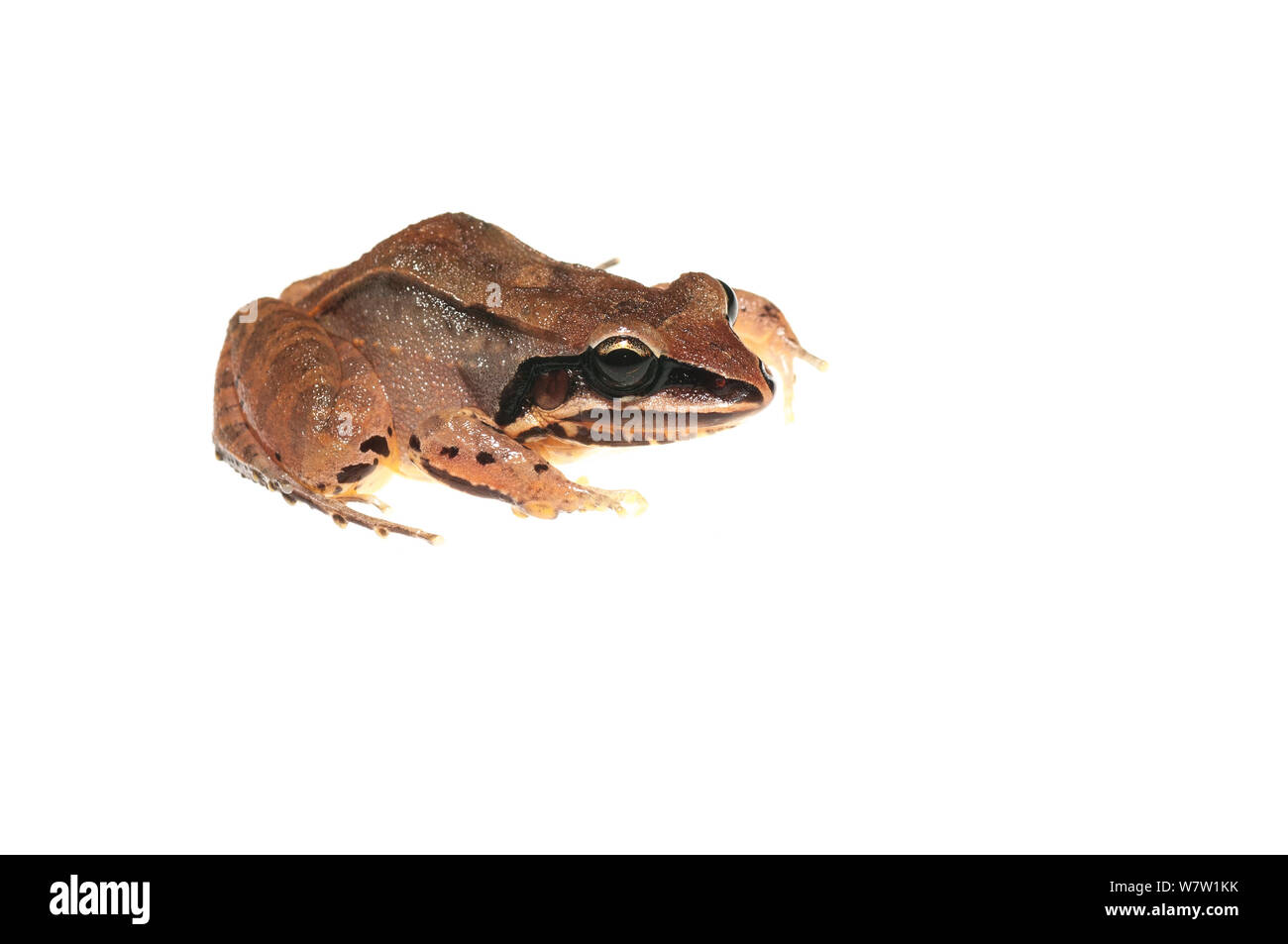 Ditch frog (Leptodactylus mystaceus) Chenapau, Guyana. Meetyourneighbours.net project. Stock Photo