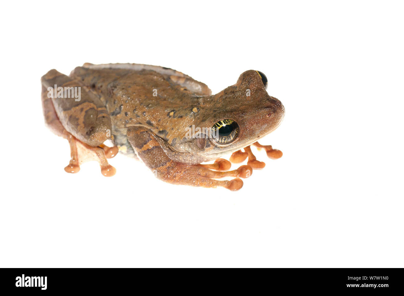 Manaus slender-legged tree frog (Osteocephalus taurinus) Chenapau, Guyana. Meetyourneighbours.net project. Stock Photo
