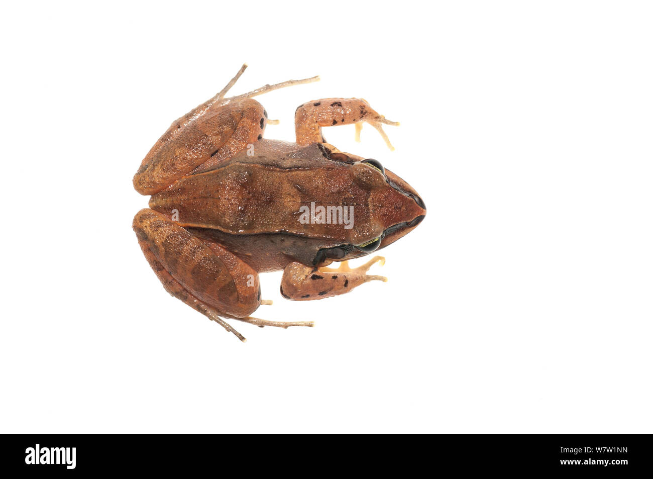 Ditch frog (Leptodactylus mystaceus) Chenapau, Guyana. Meetyourneighbours.net project. Stock Photo