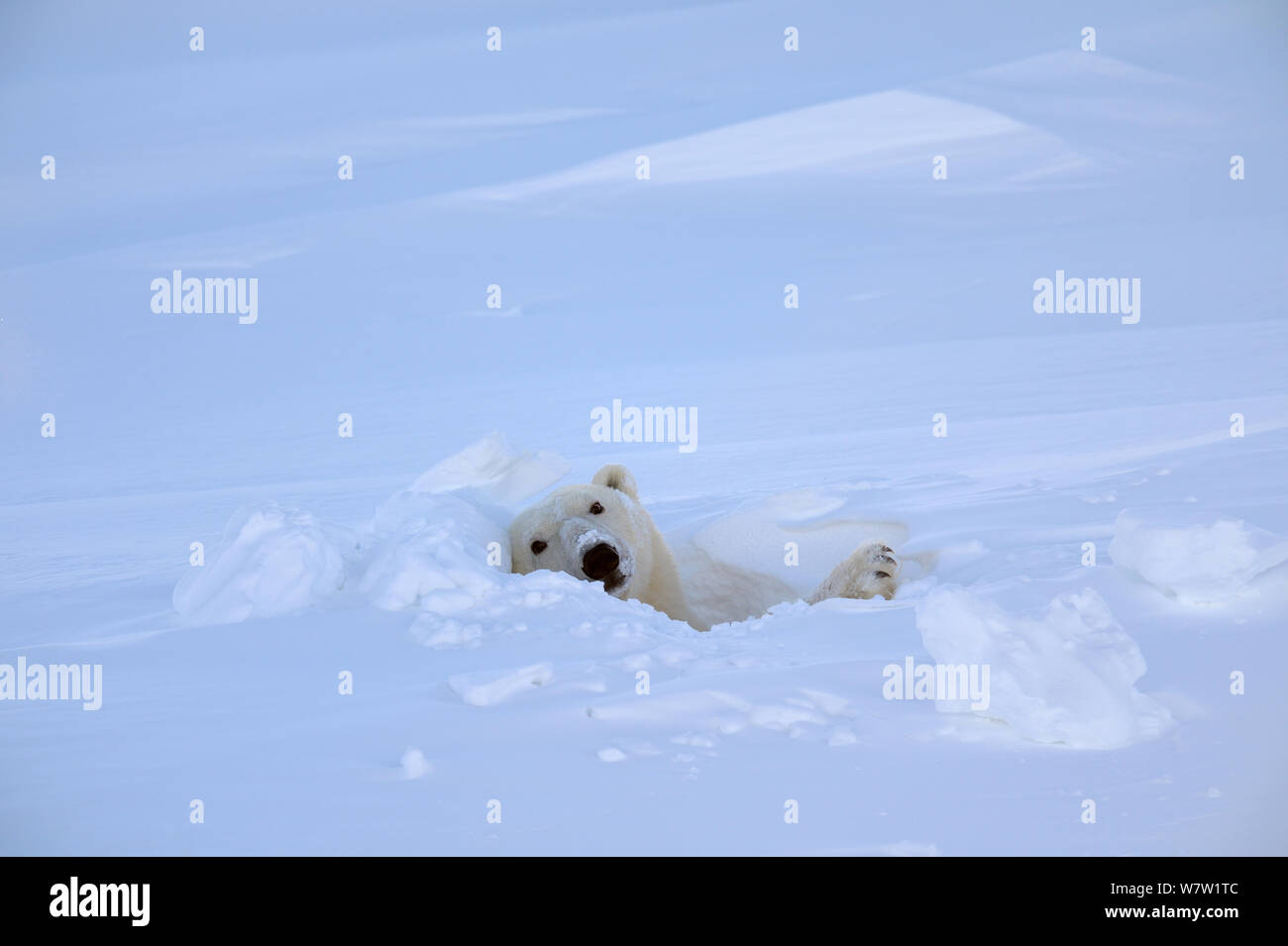 Polar bear (Ursus maritimus) female coming out the den. Wapusk National Park, Churchill, Manitoba, Canada, March. Stock Photo