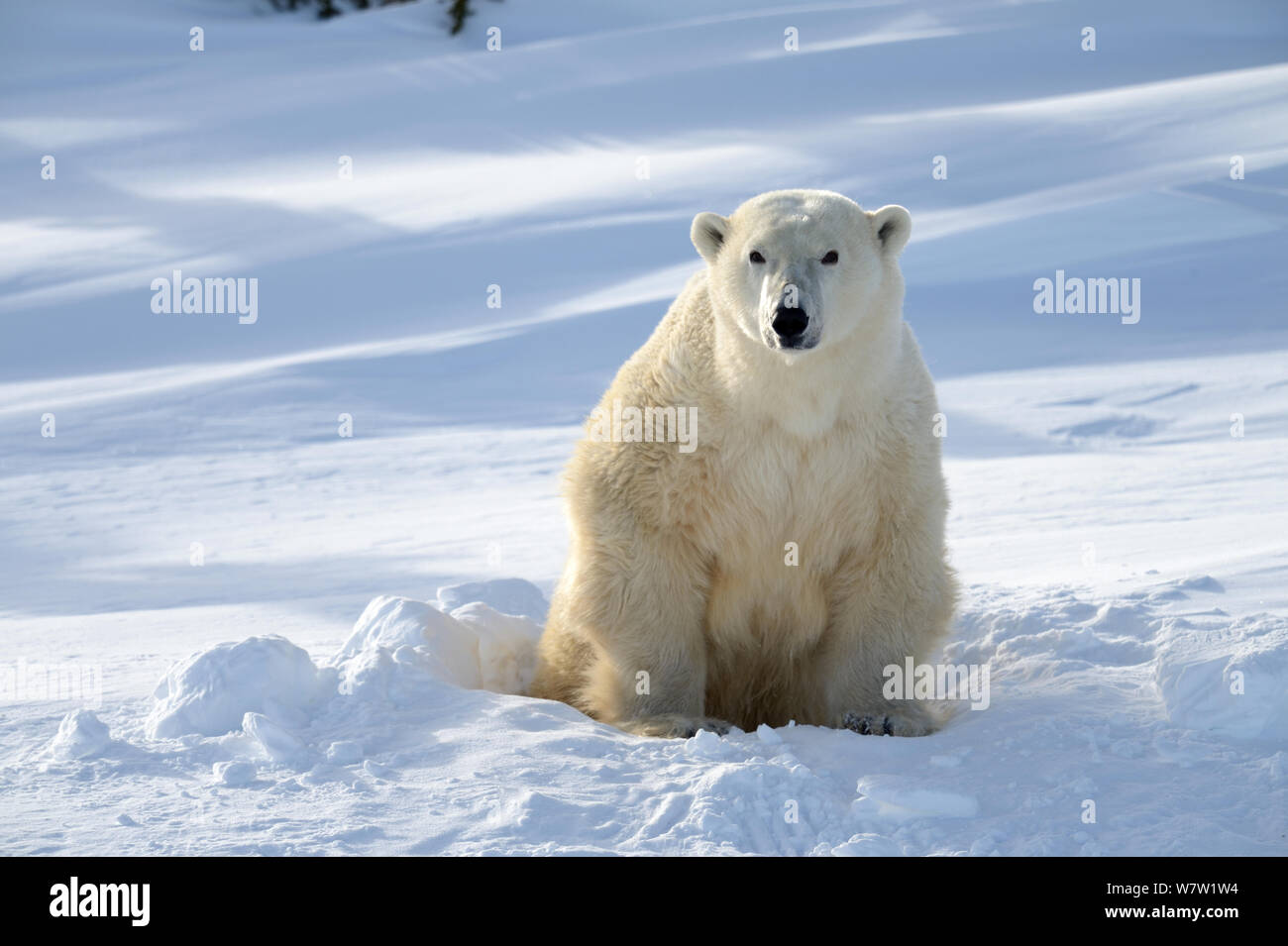 Polar bear (Ursus maritimus) female coming out the den. Wapusk National Park, Churchill, Manitoba, Canada, March. Stock Photo
