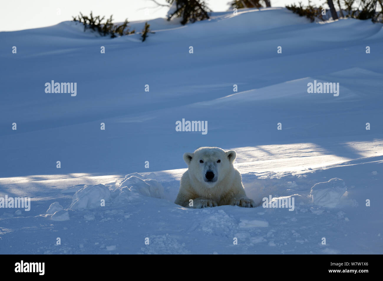 Polar bear (Ursus maritimus) female coming out the den. Wapusk National Park, Churchill, Manitoba, Canada. March 2014 Stock Photo