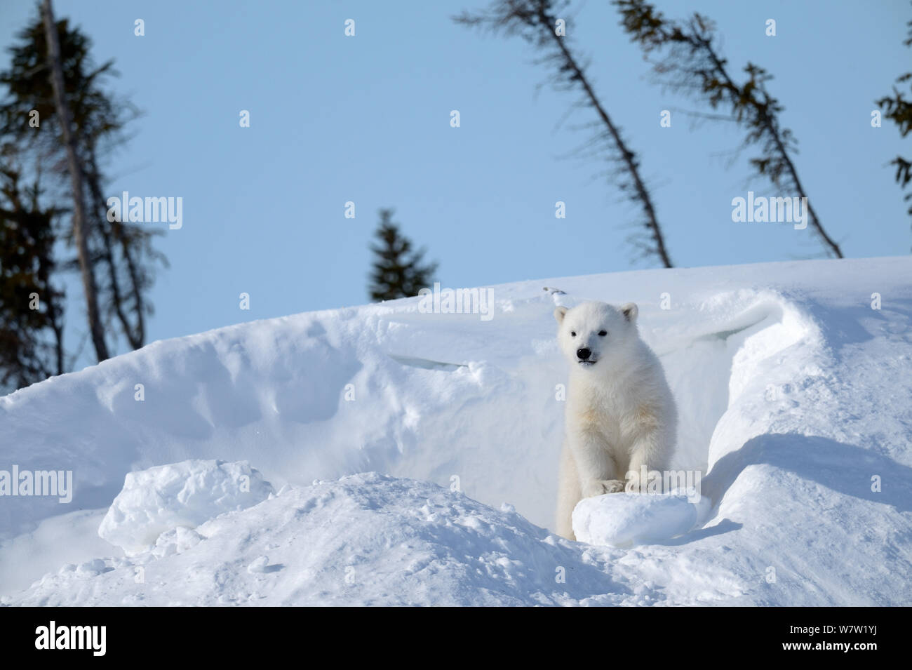 Polar bear cub 3 months (Ursus maritimus) playing in the front of the day den in march. Wapusk National Park. Churchill, Manitoba, Canada Stock Photo