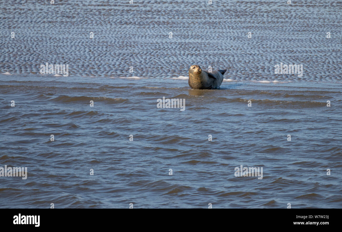 baby seal relaxing on island Norderney, travel Wattenmeer germany Stock Photo