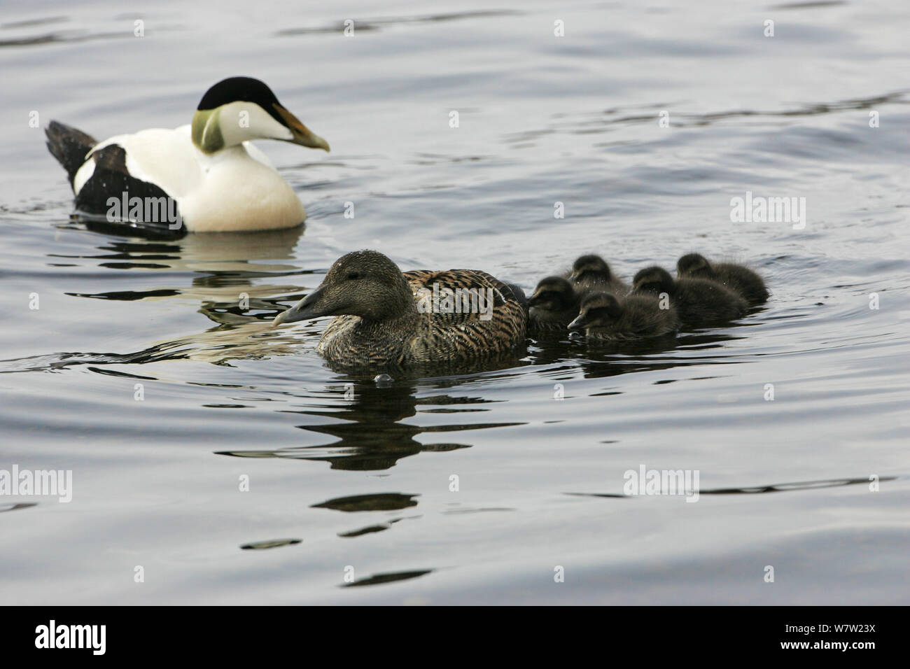 Common eider (Somateria mollissima) male and female with ducklings on Loch Scridain, Isle of Mull Argyll and Bute, Scotland, UK, May. Stock Photo