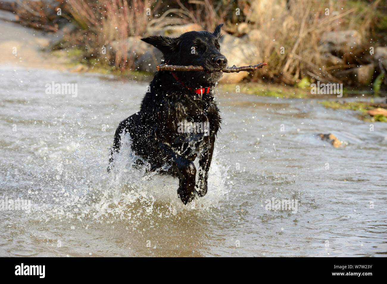 Black flat-coated retriever dog splashing in water and retrieving stick (Canis familiaris) Stock Photo