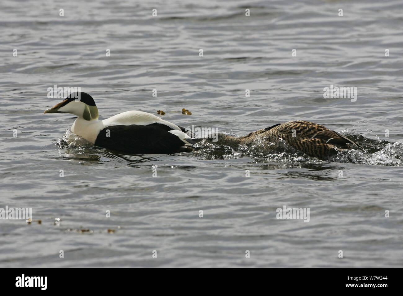 Common eider (Somateria mollissima) female chasing off male to defend ducklings. Loch Scridain, Isle of Mull Argyll and Bute, Scotland, UK, May. Stock Photo