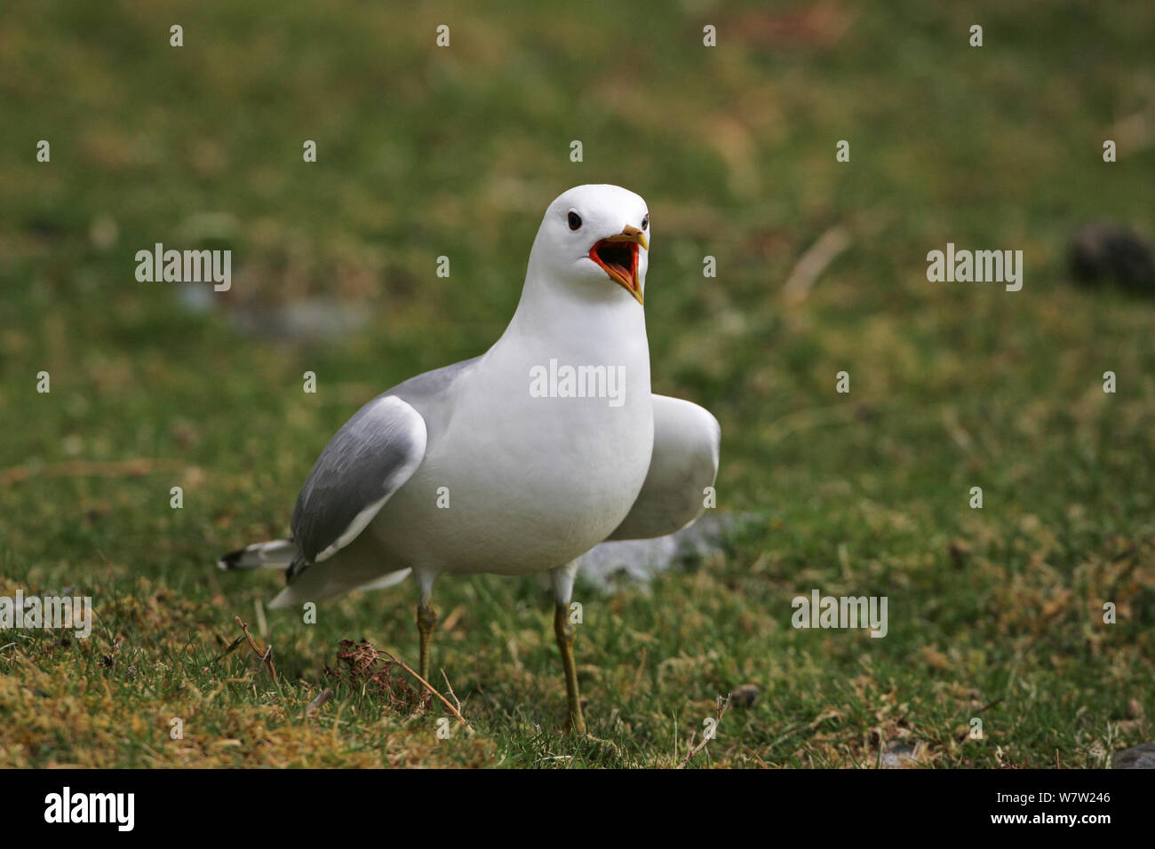Common gull (Larus canus) adult calling on grassland beside Loch na Keal, Isle of Mull Argyll and Bute, Scotland, UK, May. Stock Photo