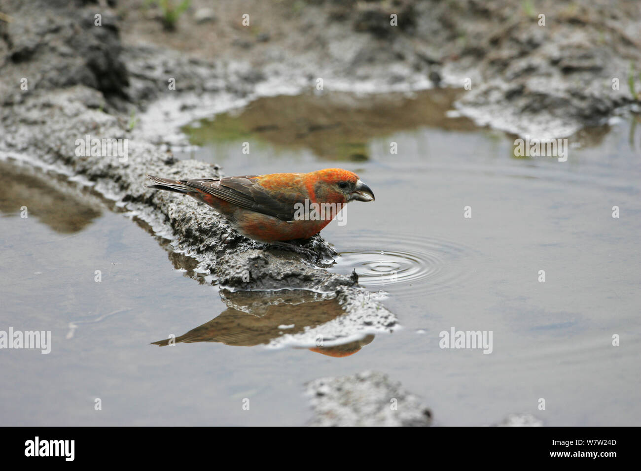 Common crossbill (Loxia curvirostra) male drinking from muddy puddle. Glen Feshie Highland Region, Scotland, UK, May. Stock Photo