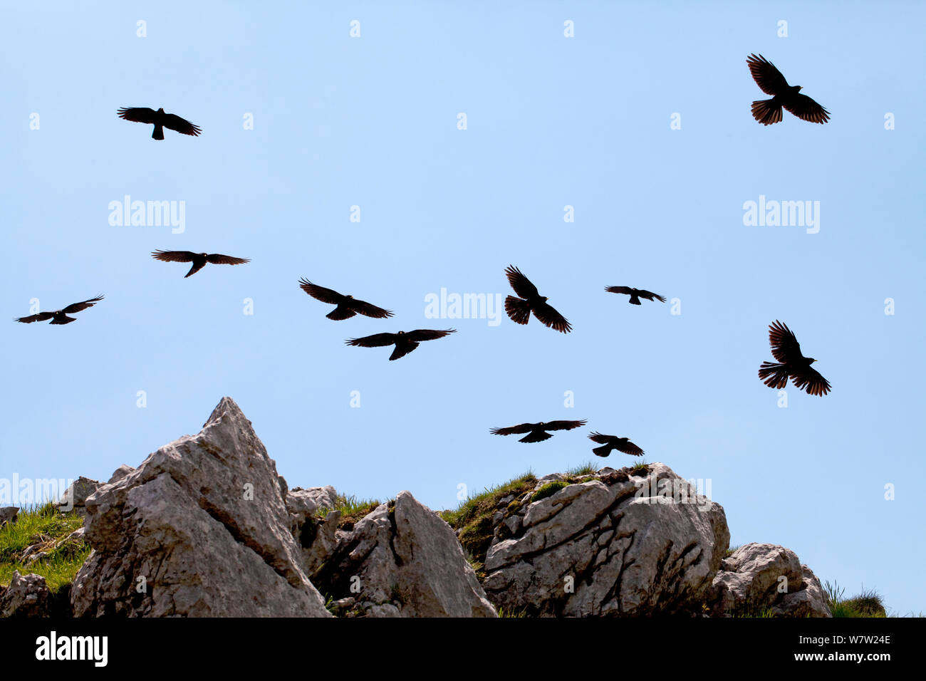 Alpine chough (Pyrrhocorax graculus) group in flight over mountains. Vercors Regional Natural Park, Rhone-Alpes Region, France, June. Stock Photo