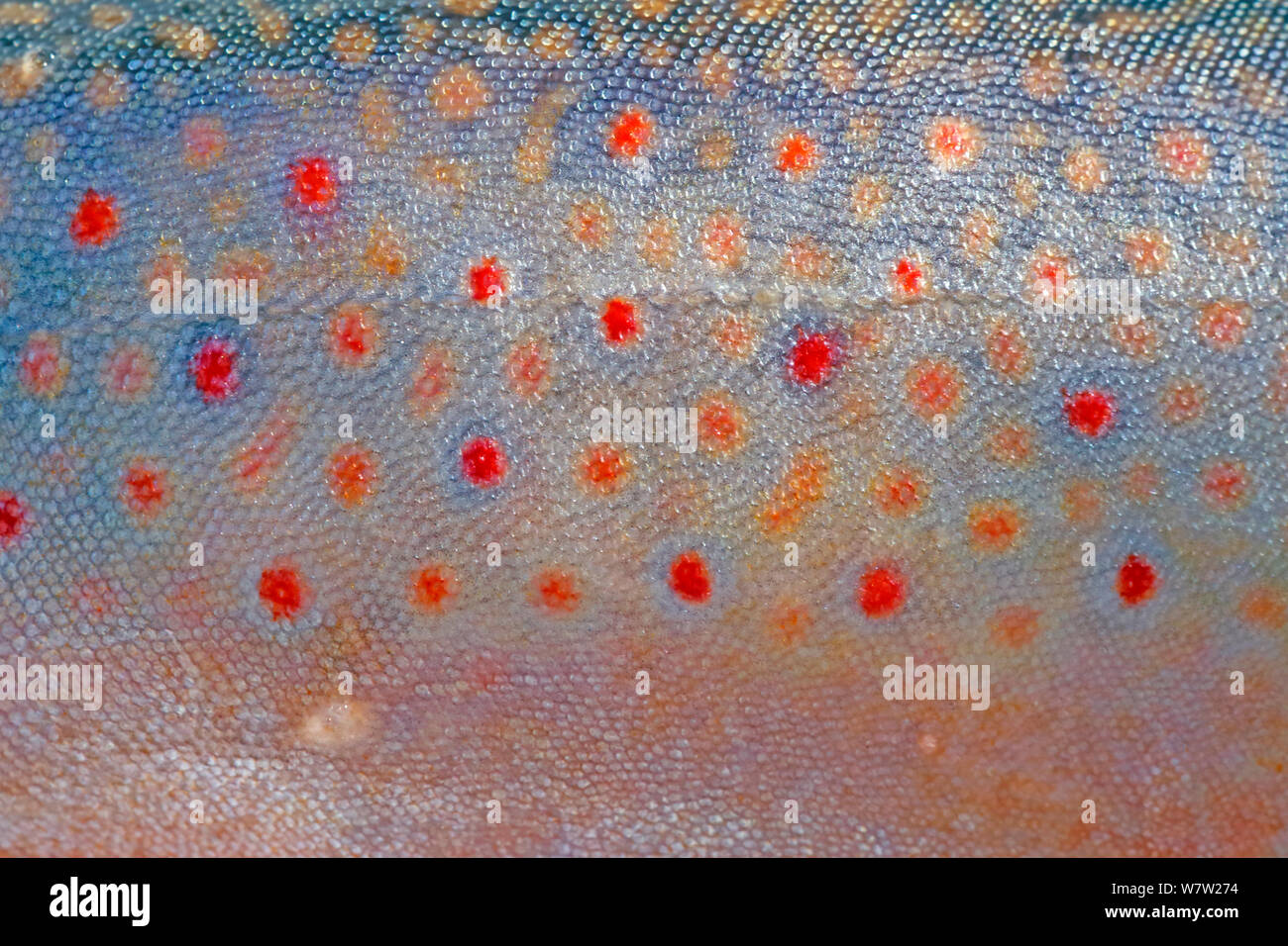 Close up details of the colorful skin pattern of an Brook Trout Stock Photo