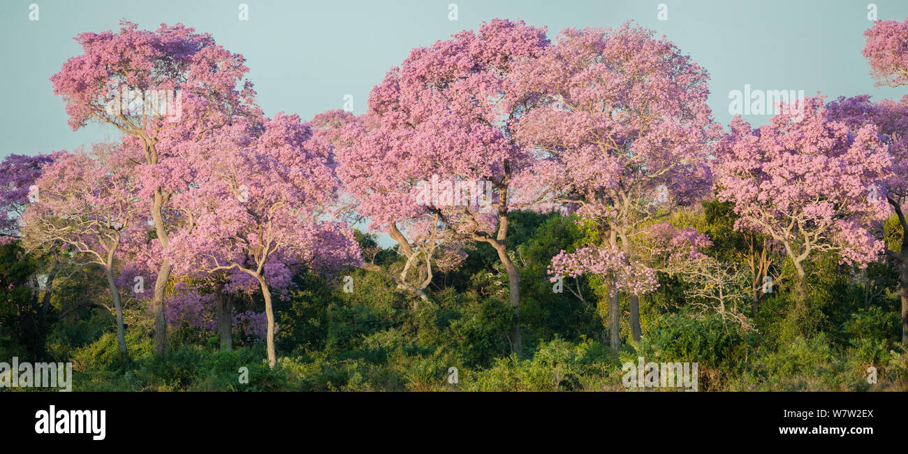 Puiva Trees (Tabebuia impetiginosa) in full bloom. Near the banks of the Paraguay River, Taiama Reserve, Mato Grosso, Western Pantanal, Brazil. Stock Photo