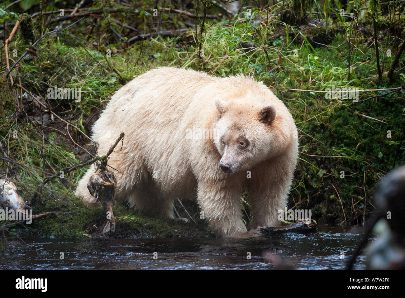 Adult Spirit / Kermode Bear (Ursus americanus kermodei) - white morph of the Black bear- by stream fishing for salmon. Gribbell Island, Great Bear Rainforest, British Columbia, Canada, October. Stock Photo