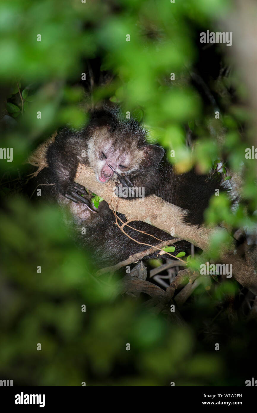 Aye-aye (Daubentonia madagascariensis) grooming in the forest canopy, after emerging from its nest at dusk. Near Daraina, northern Madagascar. Stock Photo