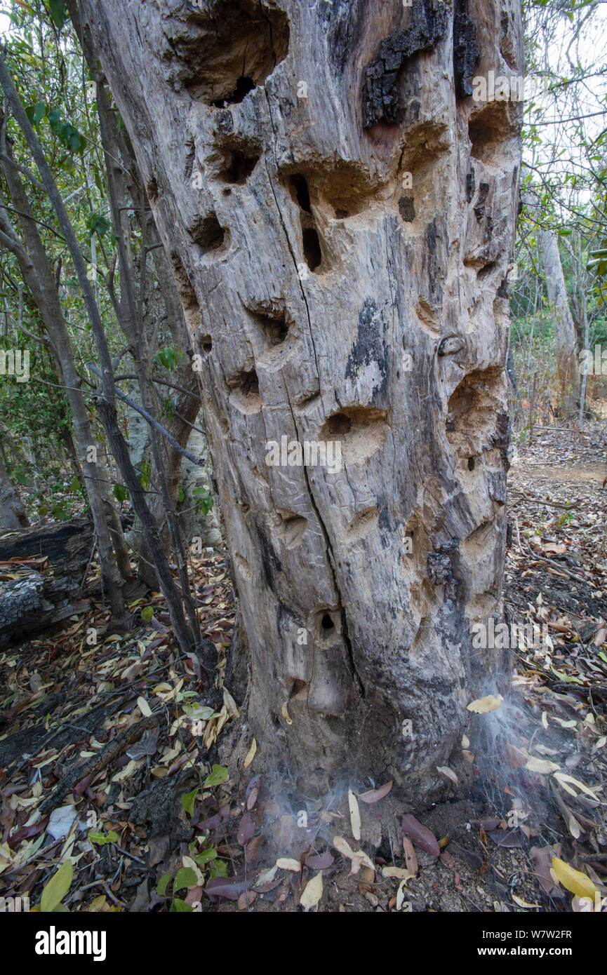 Holes chewed in tree trunk by a feeding Aye-aye (Daubentonia madagascariensis) excavating for beetle grubs. In the forests near Andranotsimaty, Daraina, northern Madagascar. Endangered species. Stock Photo