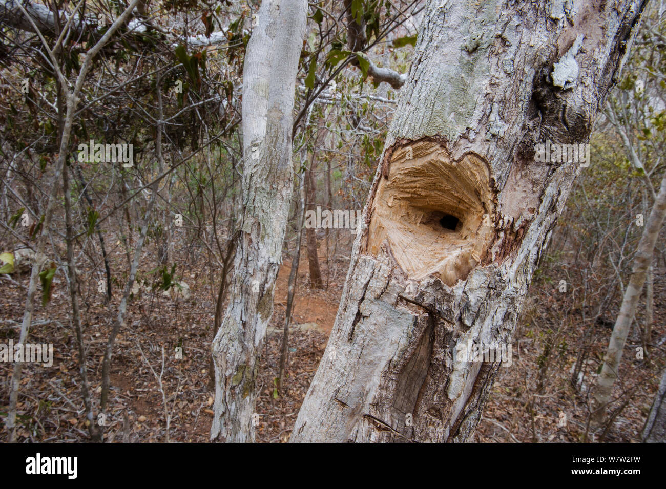 Hole chewed in tree trunk by a feeding Aye-aye (Daubentonia madagascariensis) excavating for beetle grubs. In the forests near Andranotsimaty, Daraina, northern Madagascar. Endangered species. Stock Photo