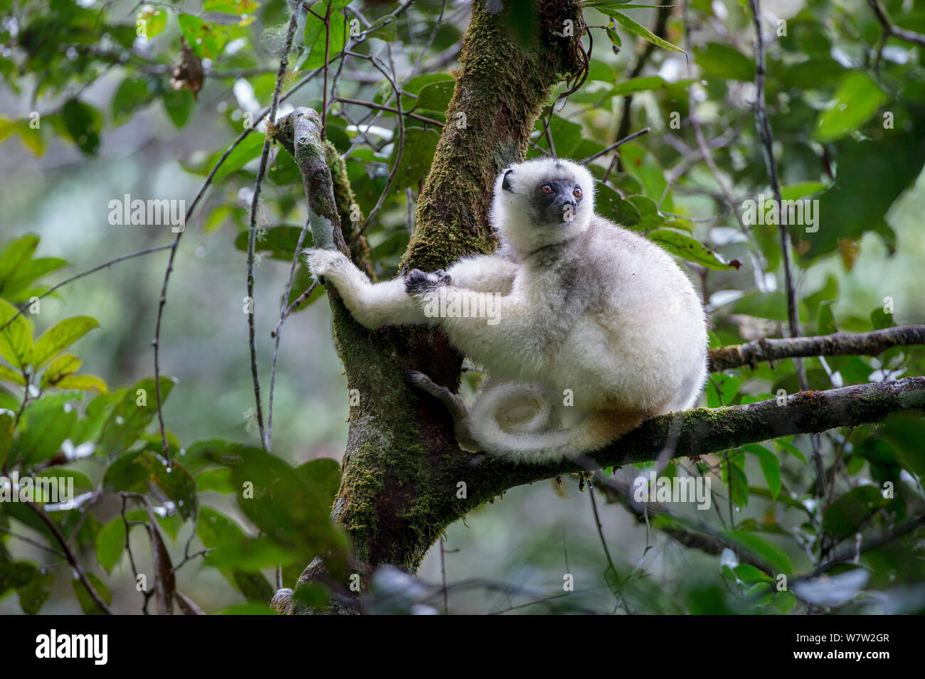 Silky Sifaka (Propithecus candidus) resting in forest canopy. Marojejy National Park, north east Madagascar. Critically endangered. Stock Photo