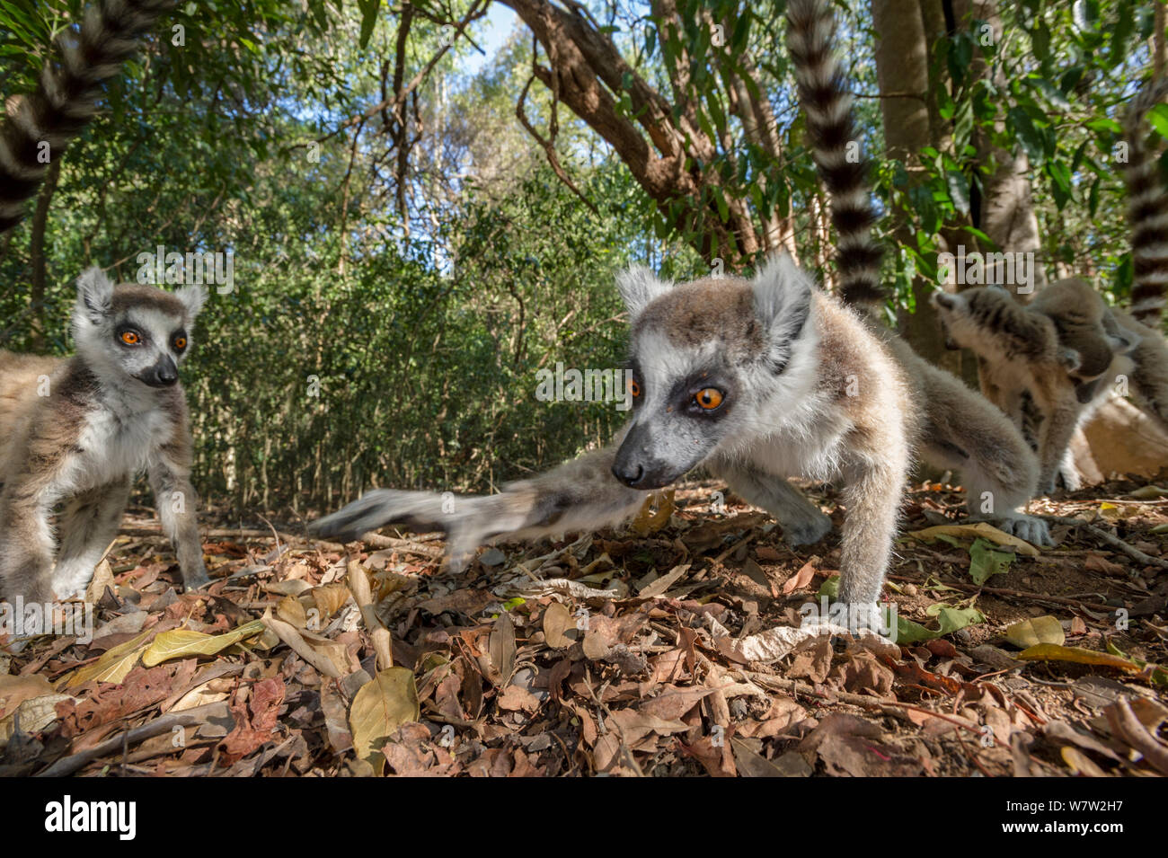 Ring-tailed Lemur (Lemur catta) foraging in leaf litter. Berenty Private Reserve, southern Madagascar. Stock Photo