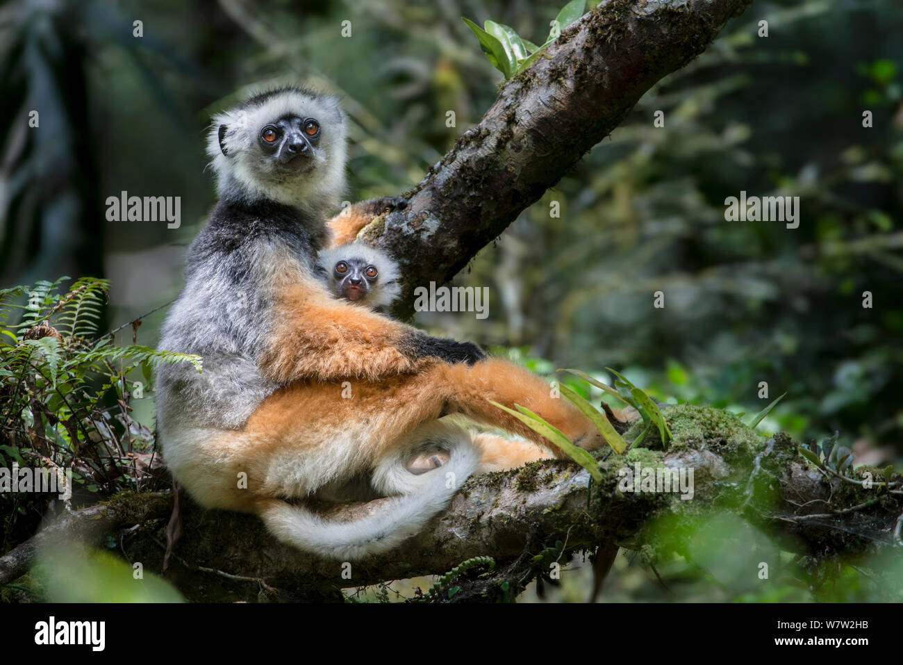 Female Diademed Sifaka (Propithecus diadema) with 2-month infant in the forest canopy. Andasibe-Mantadia National Park, eastern Madagascar. Endangered. Stock Photo