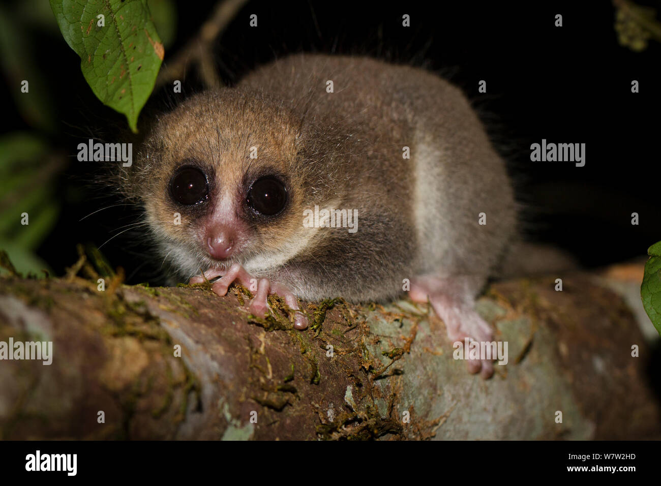 Adult Hairy-eared Dwarf Lemur (Allocebus trichotis) in the forest understorey at night. Mitsinjo Forest, Andasibe-Mantadia National Park, eastern Madagascar. Endangered species. Stock Photo