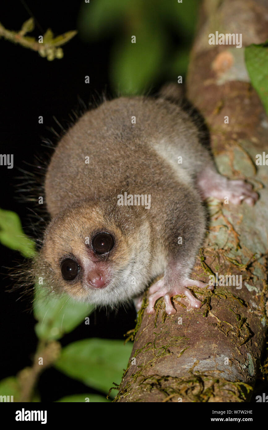 Adult Hairy-eared Dwarf Lemur (Allocebus trichotis) in the forest understorey at night. Mitsinjo Forest, Andasibe-Mantadia National Park, eastern Madagascar. Endangered species. Stock Photo
