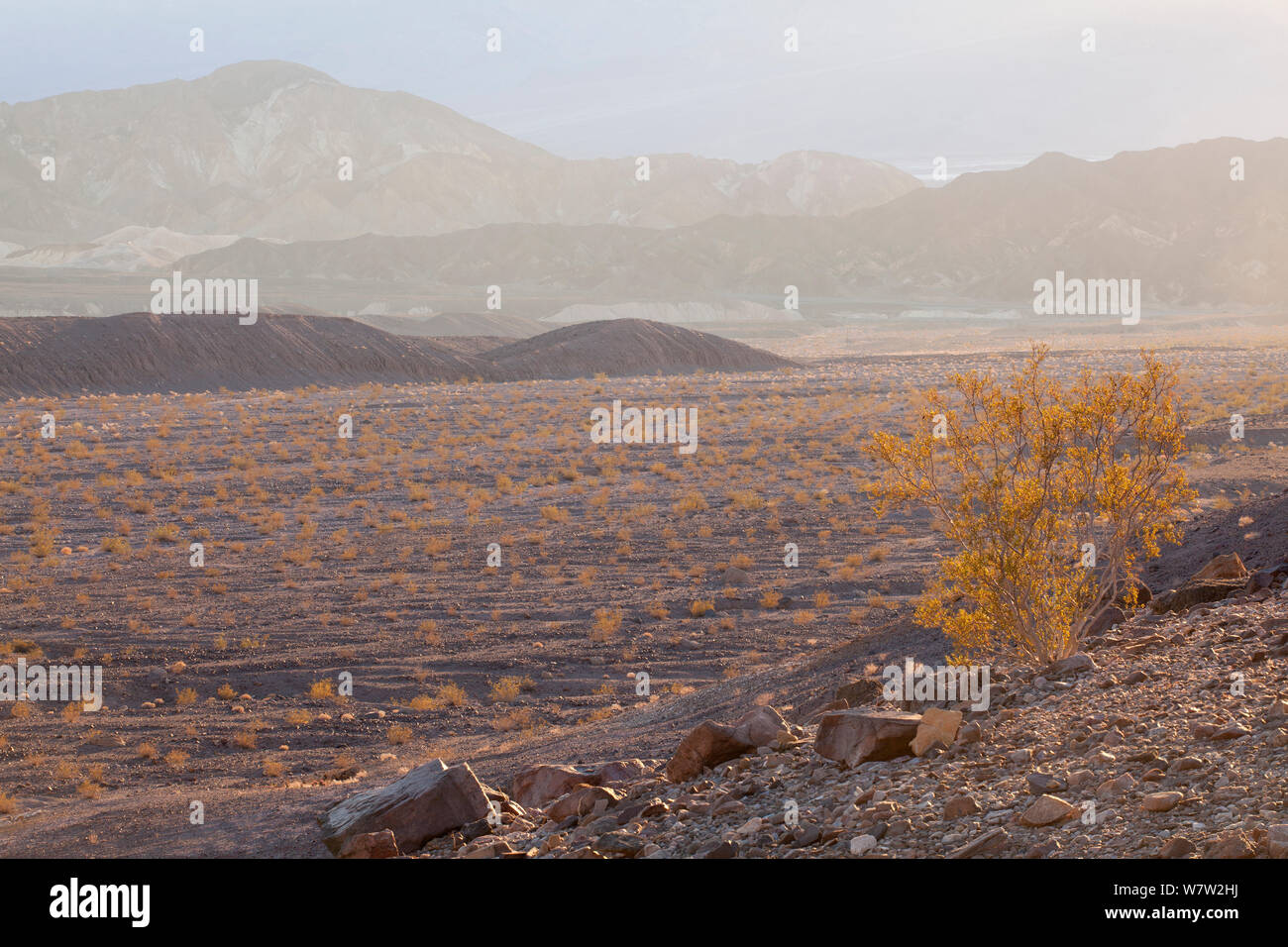 Creosote bush (Larrea tridentata) with Echo Canyon below, under the golden light of sunset, Death Valley National Park, California, USA, November 2013. Stock Photo