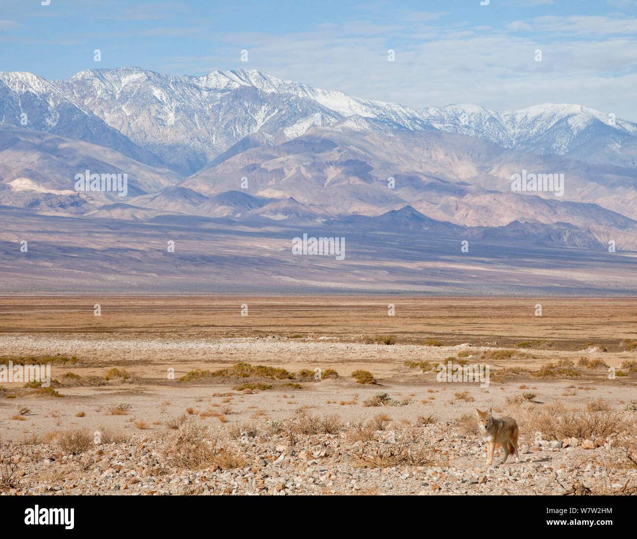 Coyote (Canis latrans) posing in habitat, with Snowy Telescope Peak, Death Valley National Park, California, USA, November 2013. Stock Photo
