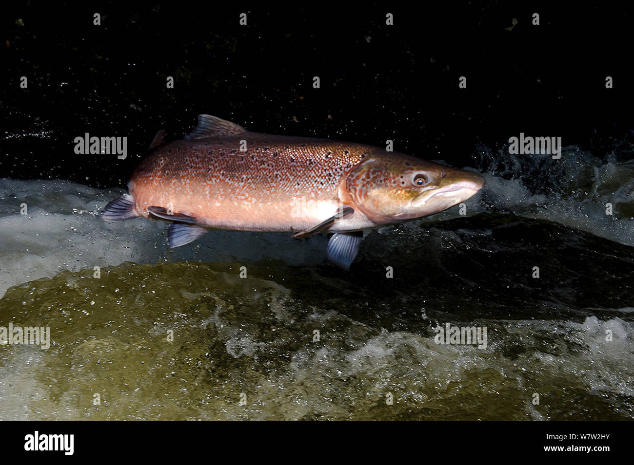 Atlantic Salmon (Salmo salar) jumping a waterfall on the Afon Lledr