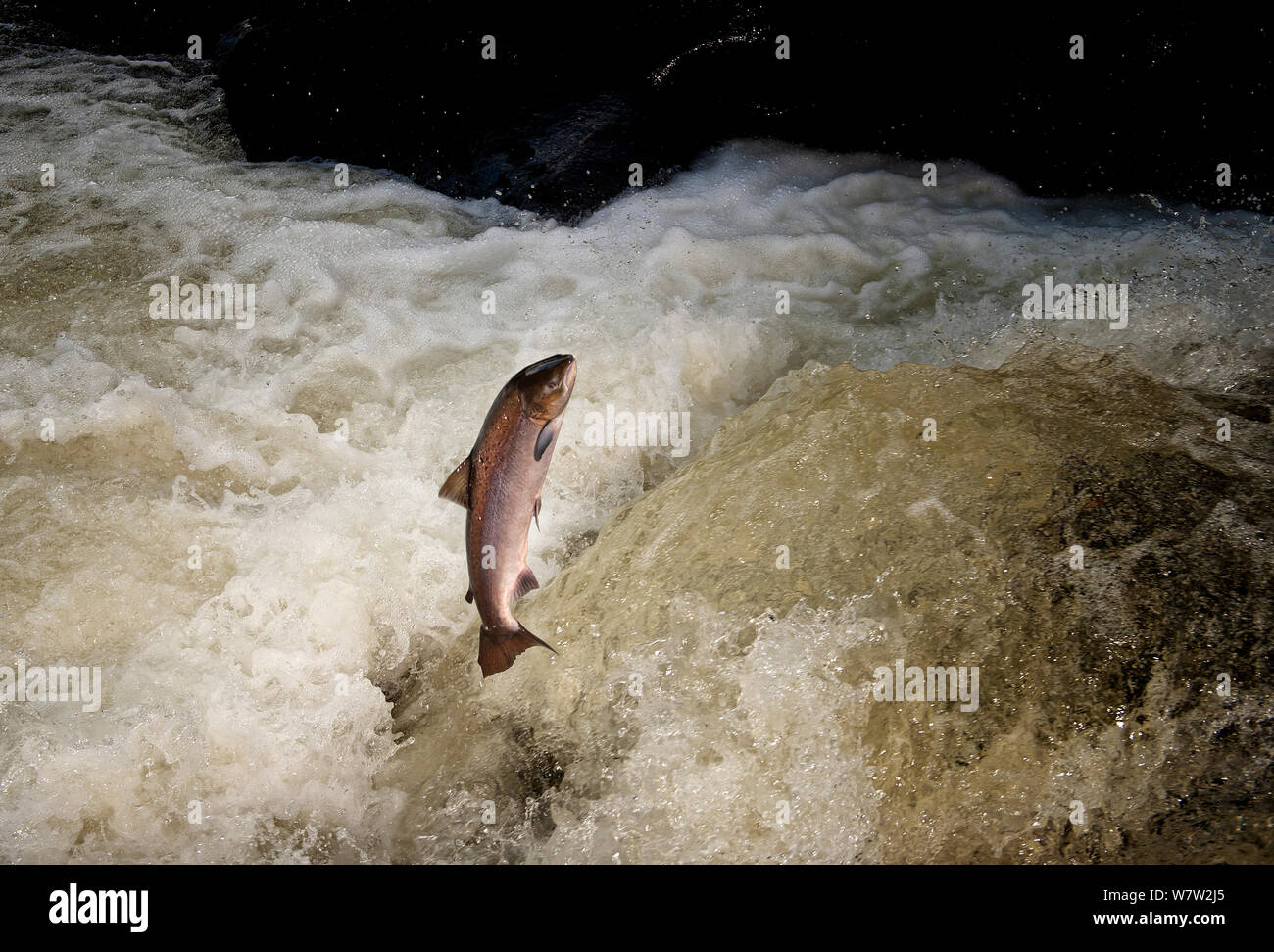 Atlantic Salmon (Salmo salar) jumping a waterfall on the Afon Lledr, Betws Y Coed, Wales, October Stock Photo