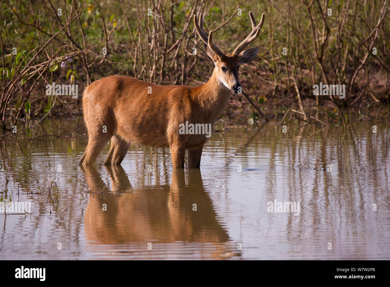 Blastocerus Dichotomous Hi res Stock Photography And Images Alamy blastocerus-dichotomous-hi-res-stock-photography-and-images-alamy