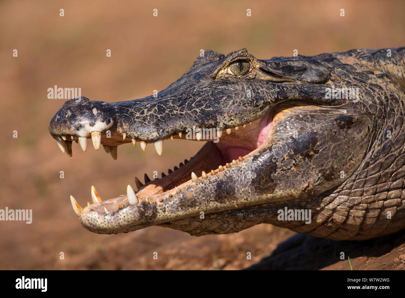 Spectacled Caiman (Caiman crocodilus) thermoregulating with mouth open, Pantanal, Brazil. Stock Photo