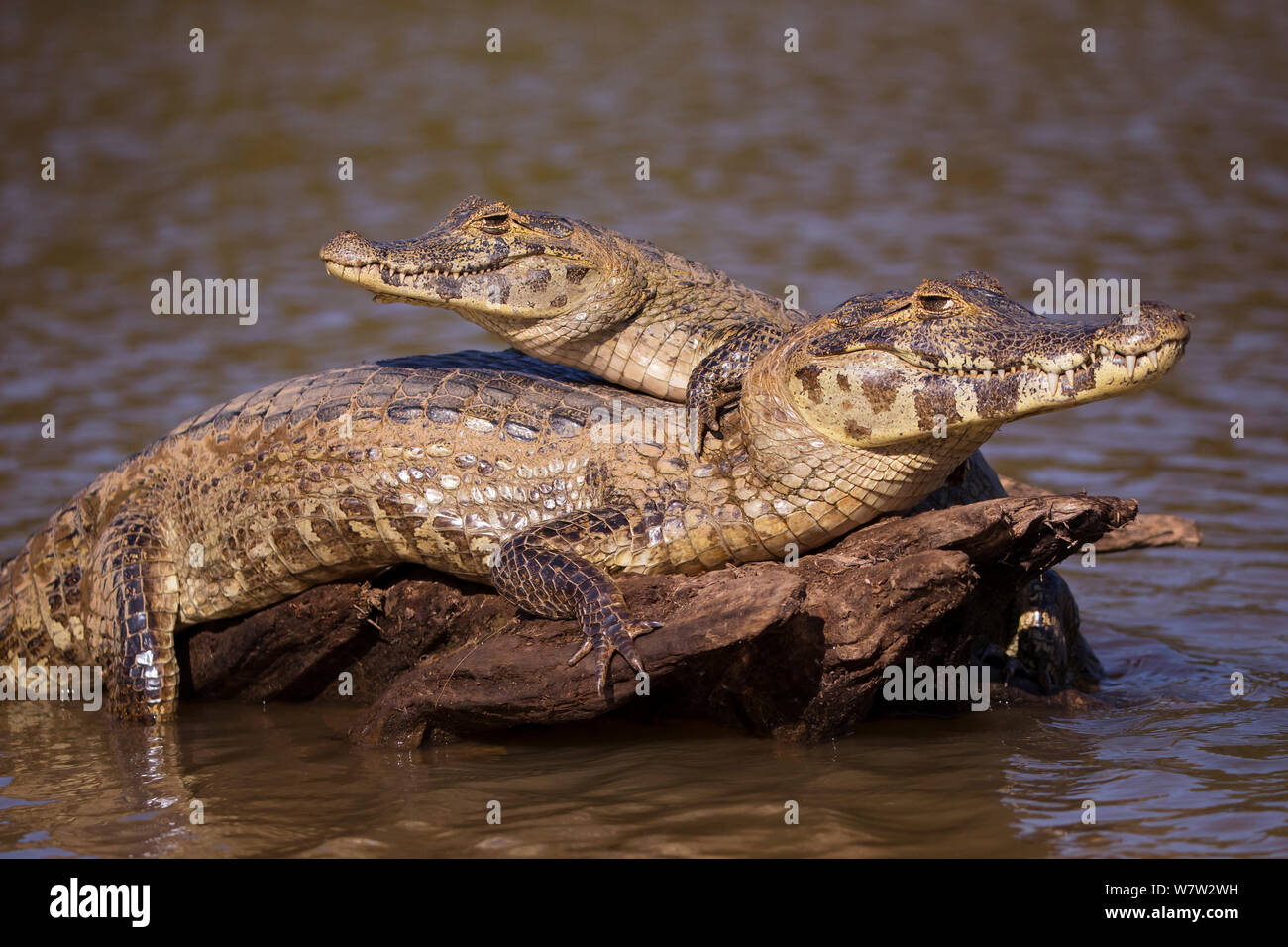 Spectacled Caimans (Caiman crocodilus) basking, Pantanal, Brazil. Stock Photo
