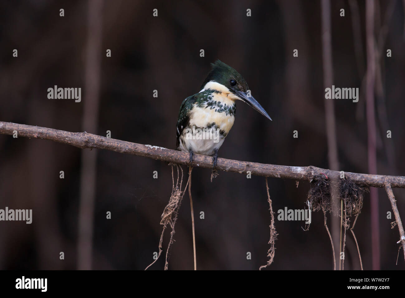 Green Kingfisher (Chloroceryle americana) female Pantanal, Brazil. Stock Photo