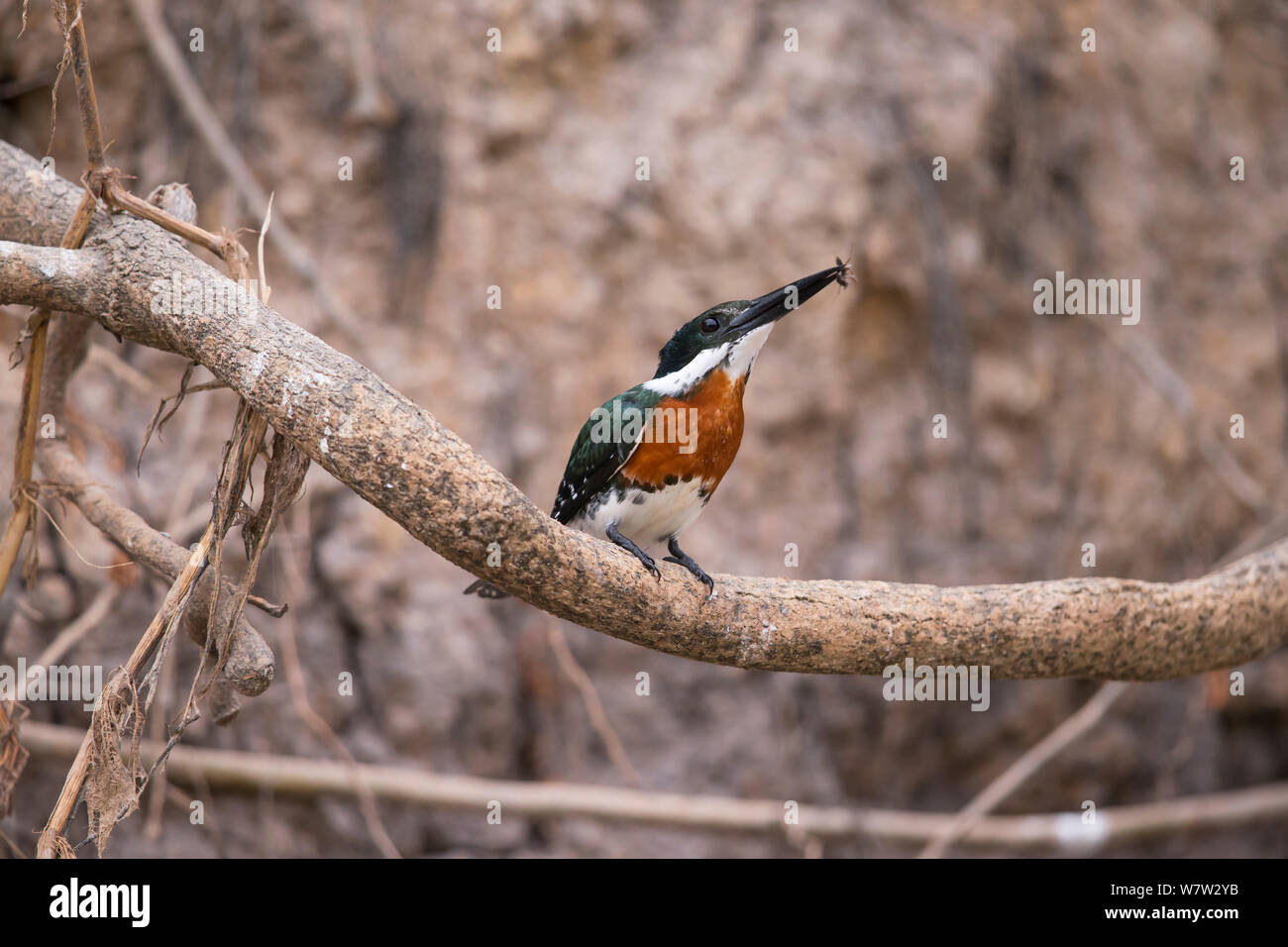 Green Kingfisher (Chloroceryle americana) male with fly prey, Pantanal, Brazil. Stock Photo