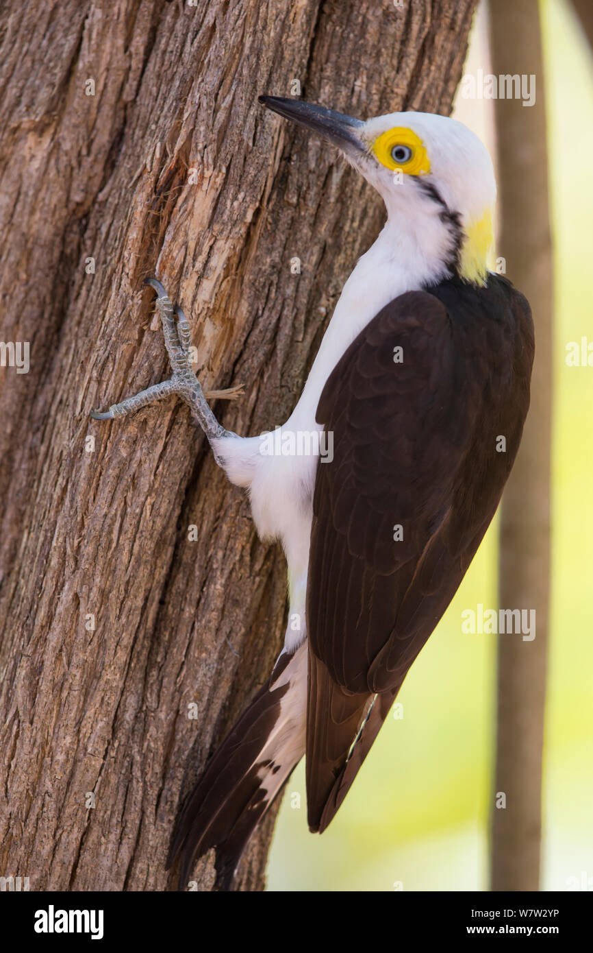 White Woodpecker (Melanerpes candidus) Pantanal, Brazil. Stock Photo